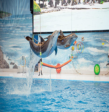 Dubai Dolphinarium