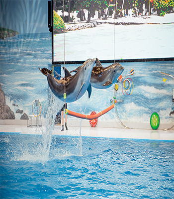 Dubai Dolphinarium